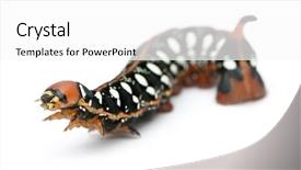  Presentation with hawk - Colorful PPT theme enhanced with spurge-hawk-hyles-euphorbiae-caterpillar backdrop and a white colored foreground