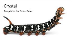  Presentation with hawk - PPT theme featuring spurge hawk hyles euphorbiae caterpillar against white background background and a white colored foreground