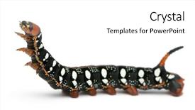  Presentation with hawk - Cool new presentation with spurge hawk hyles euphorbiae caterpillar backdrop and a white colored foreground