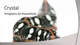  Presentation with hawk - Slides consisting of hogs - hog roast with whole pig background and a violet colored foreground