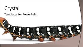  Presentation with hawk - Audience pleasing PPT theme consisting of spurge hawk hyles euphorbiae caterpillar backdrop and a white colored foreground