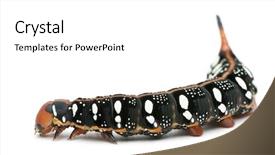  Presentation with hawk - Presentation theme enhanced with spurge hawk hyles euphorbiae caterpillar against white background background and a white colored foreground