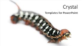  Presentation with hawk - Amazing presentation having spurge-hawk-hyles-euphorbiae-caterpillar backdrop and a white colored foreground