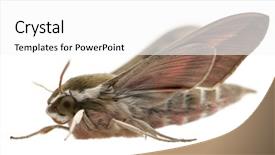  Presentation with hawk - Audience pleasing slide set consisting of spurge-hawk-hyles-euphorbiae backdrop and a white colored foreground