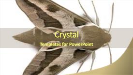  Presentation with hawk - Presentation theme featuring spurge-hawk-hyles-euphorbiae background and a coral colored foreground