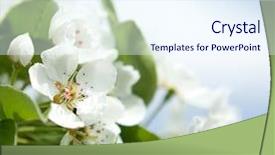  Presentation with apple flower - Beautiful PPT layouts featuring sq - picture of apple flower close-up backdrop and a sky blue colored foreground