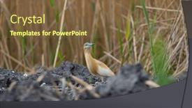 Presentation with danube delta - Slide deck consisting of squacco-heron-ardeola-ralloides and a tawny brown colored foreground