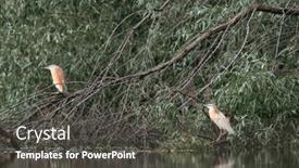  Presentation with danube delta - Presentation having squacco-heron-ardeola-ralloides and a dark gray colored foreground