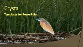  Presentation with danube delta - PPT theme featuring squacco-heron-ardeola-ralloides and a tawny brown colored foreground