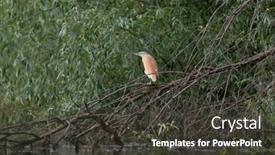  Presentation with danube delta - Presentation design enhanced with squacco-heron-ardeola-ralloides and a dark gray colored foreground