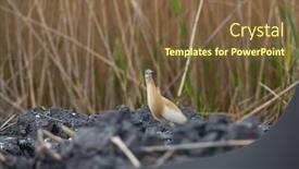  Presentation with danube delta - Theme featuring squacco-heron-ardeola-ralloides and a tawny brown colored foreground