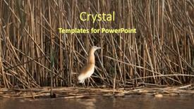  Presentation with danube delta - Presentation theme enhanced with squacco-heron-ardeola-ralloides background and a tawny brown colored foreground