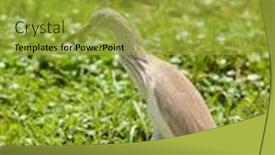  Presentation with national - Slide deck featuring squacco-heron-ardeola-realli-oides background and a gold colored foreground