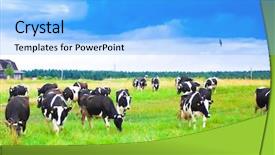  Presentation with cow cute - Beautiful presentation featuring squad of cute cows backdrop and a light blue colored foreground