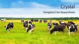  Presentation with cow cute - Colorful presentation theme enhanced with squad of cute cows backdrop and a light blue colored foreground