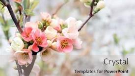  Presentation with japanese flowers - Presentation design having square-banner-with-japanese-quince background and a coral colored foreground
