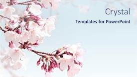  Presentation with sakura - Slide deck featuring square-banner-with-sakura-flowers background and a sky blue colored foreground