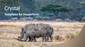  Presentation with fever - PPT theme enhanced with square-lipped rhinos the grassland background and a ocean colored foreground
