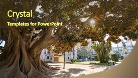  Presentation with tree - PPT theme consisting of square squareroots - valencia parterre park big ficus background and a tawny brown colored foreground