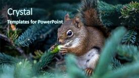  Presentation with canada - Beautiful PPT layouts featuring squice - red squirrel from campobello island backdrop and a navy blue colored foreground