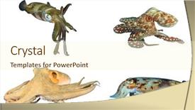  Presentation with octopus - Amazing theme having squid octopus and cuttlefish sepia backdrop and a cream colored foreground