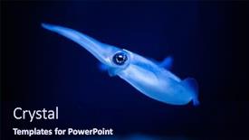  Presentation with swimming - Slide deck having squid-swimming-in-an-aquarium background and a navy blue colored foreground