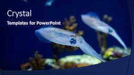  Presentation with swimming - Beautiful PPT theme featuring squid-swimming-in-an-aquarium backdrop and a navy blue colored foreground
