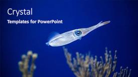  Presentation with swimming - Slide set with squid-swimming-in-an-aquarium background and a dark gray colored foreground
