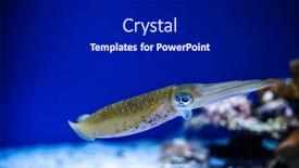  Presentation with swimming - Audience pleasing slide set consisting of squid-swimming-in-an-aquarium backdrop and a black colored foreground