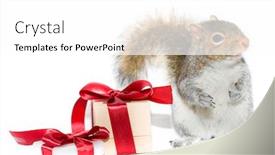  Presentation with an open gift box - Slides enhanced with squirrel and gift boxes on white background background and a white colored foreground