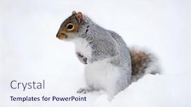 Presentation with white snow - Cool new presentation with squirrel closeup with white snow in winter from central park in new york city manhattan backdrop and a sky blue colored foreground