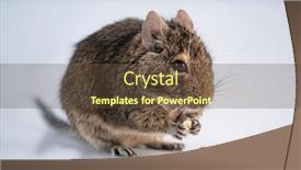  Presentation with eating - Slide deck with squirrel-degu-eating-food background and a tawny brown colored foreground