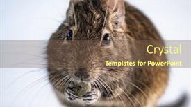  Presentation with food white - PPT theme having squirrel-degu-eating-food background and a tawny brown colored foreground