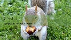  Presentation with nut - PPT layouts featuring squirrel eating a nut background and a seafoam green colored foreground