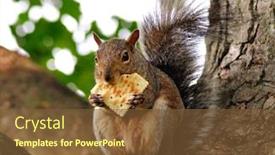  Presentation with cracker - Amazing theme having squirrel eating cracker backdrop and a tawny brown colored foreground