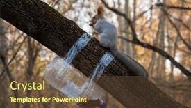  Presentation with branch - Slide set having squirrel-eating-from-a-feeder background and a tawny brown colored foreground