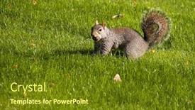  Presentation with seed - Amazing slides having squirrel-holding-a-seed backdrop and a tawny brown colored foreground