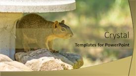  Presentation with concrete pouring during commercial concreting - PPT theme featuring squirrel-in-the-shade background and a  colored foreground