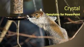  Presentation with bird - PPT layouts having squirrel-is-reaching-to-bird background and a tawny brown colored foreground