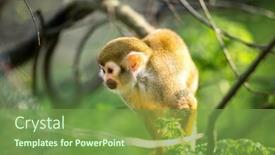  Presentation with monkey - Presentation design enhanced with squirrel-monkey-in-a-branch background and a seafoam green colored foreground