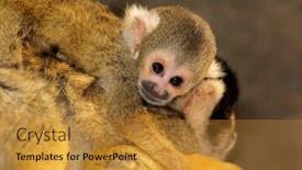  Presentation with monkey - PPT theme with squirrel-monkey-saimiri-sciureus background and a gold colored foreground