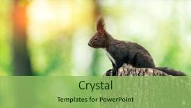  Presentation with tree - PPT theme with squirrel on summer stump tree background and a seafoam green colored foreground