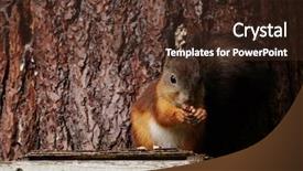  Presentation with dry fruits and nuts - Amazing slides having squirrel sits on the feeder backdrop and a tawny brown colored foreground