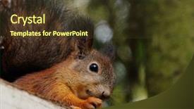  Presentation with fish feeder - Colorful presentation design enhanced with squirrel sits on the feeder backdrop and a tawny brown colored foreground