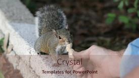  Presentation with peanut - PPT layouts consisting of squirrel-taking-a-peanut background and a  colored foreground