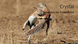  Presentation with south africa - Beautiful slide set featuring squirrels xerus inaurus playing kalahari backdrop and a coral colored foreground