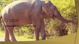  Presentation with elephant - Slides with sri-lanka-elephant-standing background and a tawny brown colored foreground
