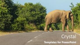  Presentation with elephant - 