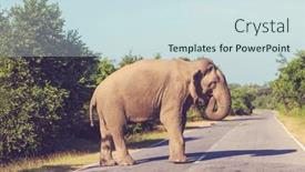  Presentation with elephant - 