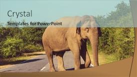  Presentation with elephant - Presentation theme having sri-lanka-elephant-standing background and a lemonade colored foreground